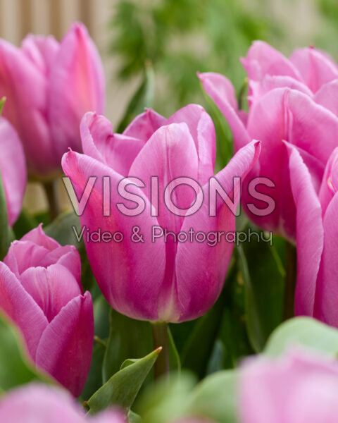 Tulp Marein