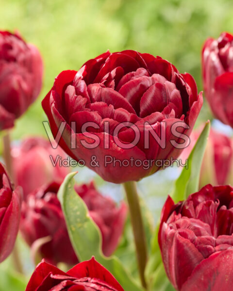 Tulipa Uncle Tom Tulipa Uncle Tom
