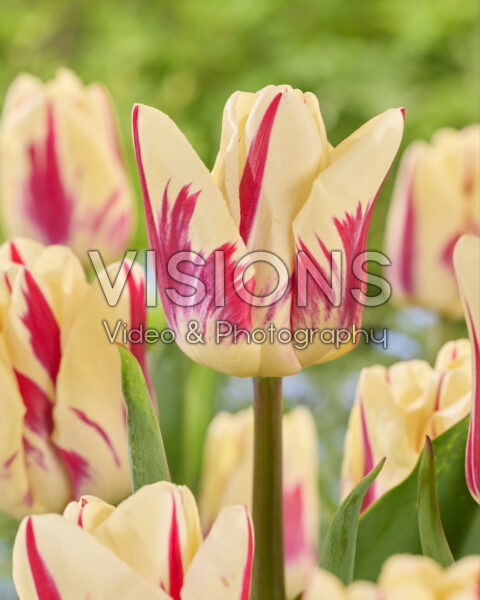 Tulipa Touch of Flame