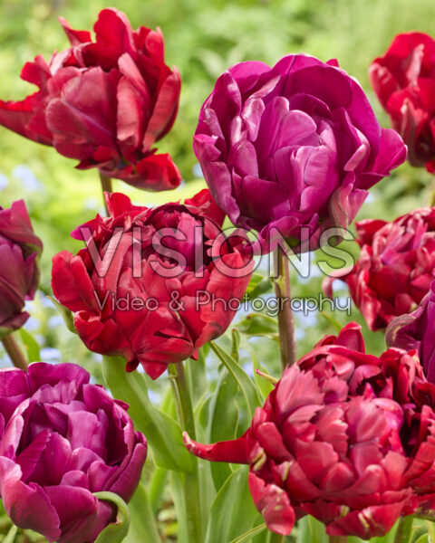 Tulipa Arianne, Negrita Double