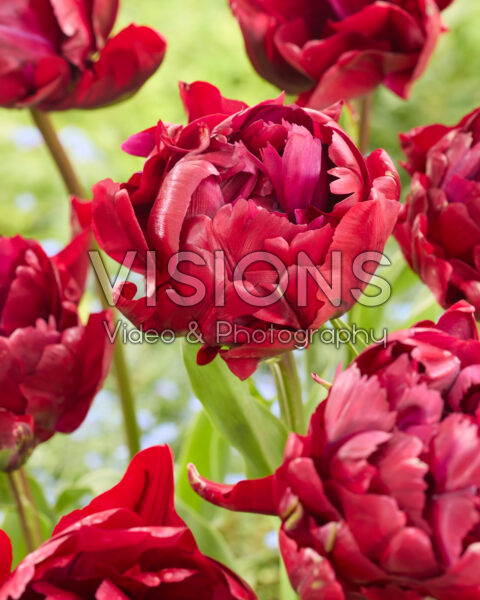 Tulipa Arianne