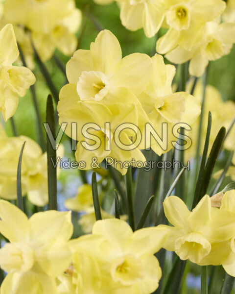 Narcissus BD-7-Y-Wong