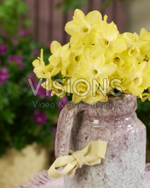 Narcissus B-7-Y-Wong