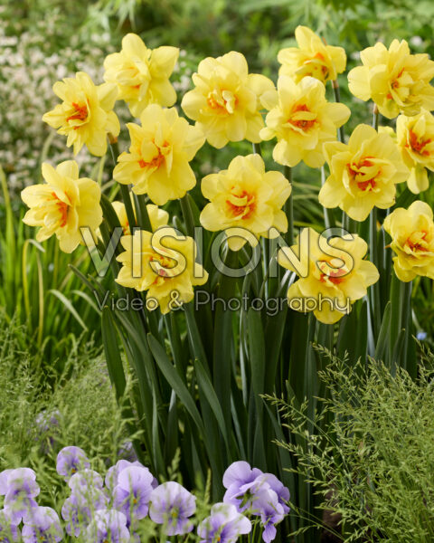 Narcissus Promised Land
