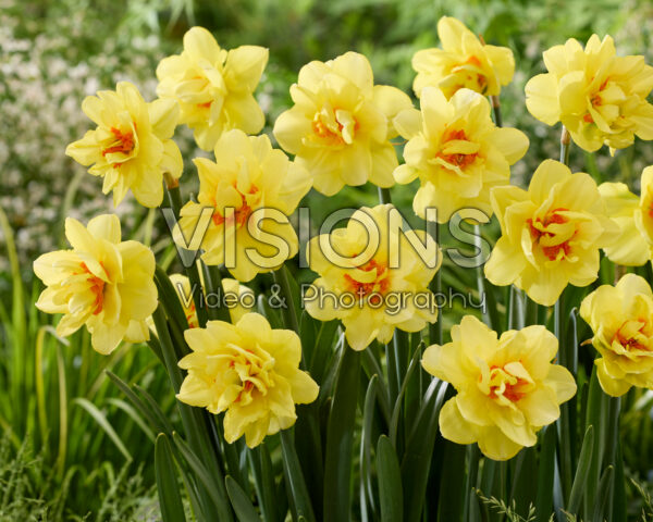 Narcissus Promised Land