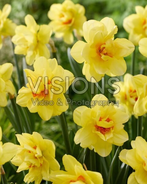 Narcissus Promised Land