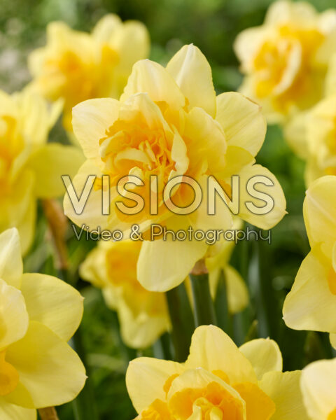 Narcissus Oranio