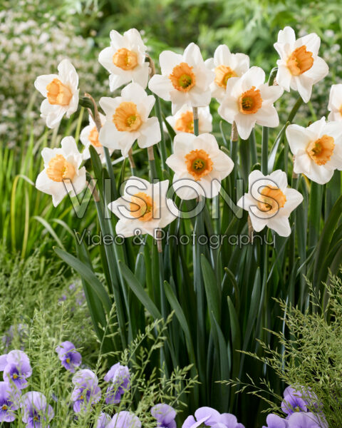 Narcissus Mawana
