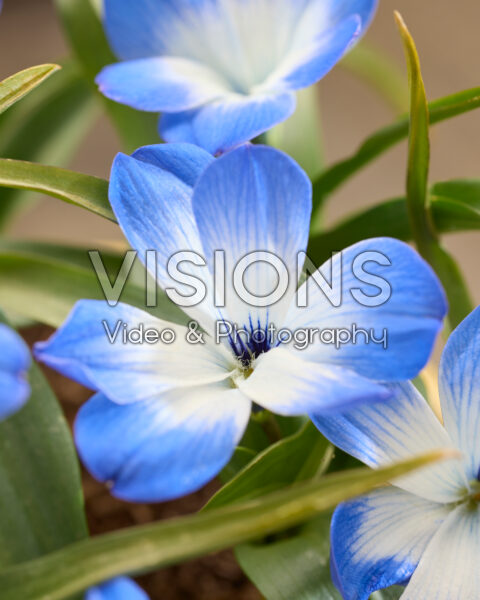 Tecophilaea cyanocrocus Leichtlinii