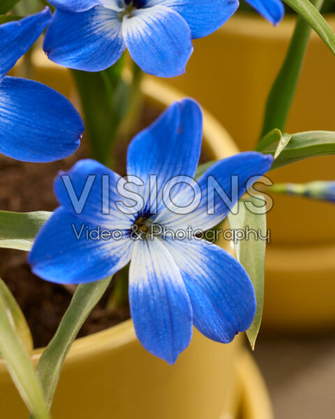 Tecophilaea cyanocrocus