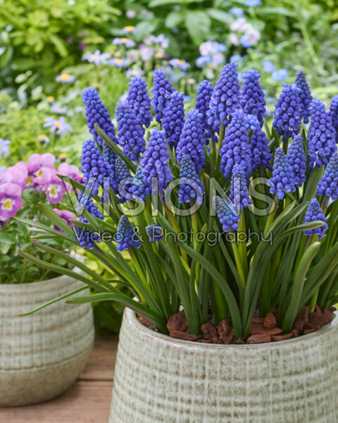 Muscari Happy Family