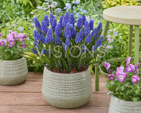 Muscari Happy Family