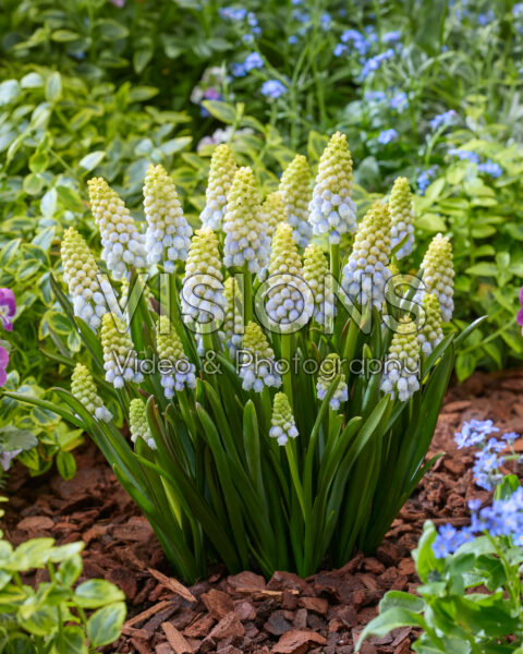 Muscari Aurora