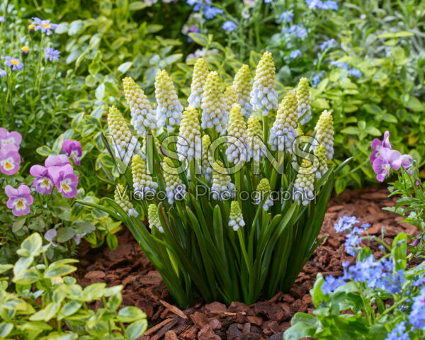 Muscari Aurora