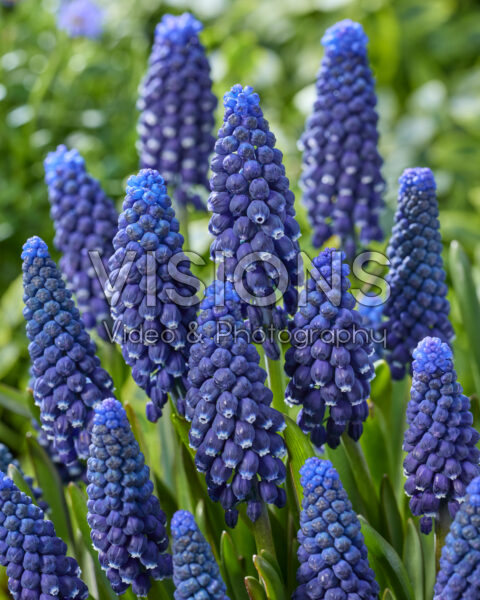 Muscari Delft Blue