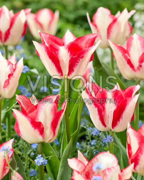 Tulipa Louise