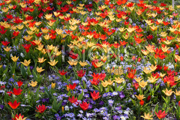 Tulipa prestans mix