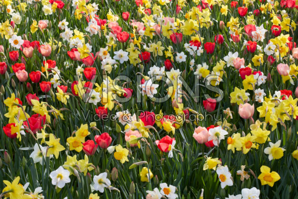 Mixed spring bulbs