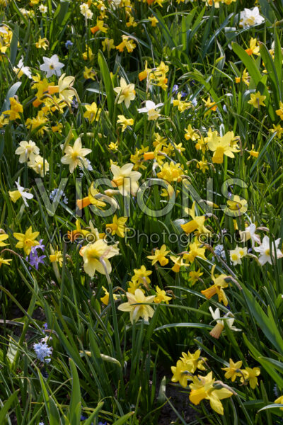 Mixed spring bulbs
