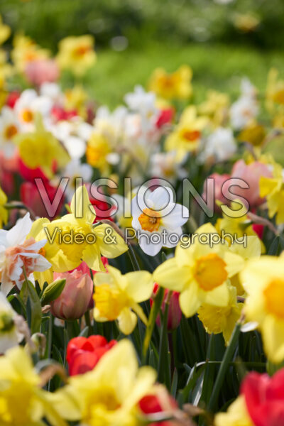 Mixed spring bulbs Mixed spring bulbs