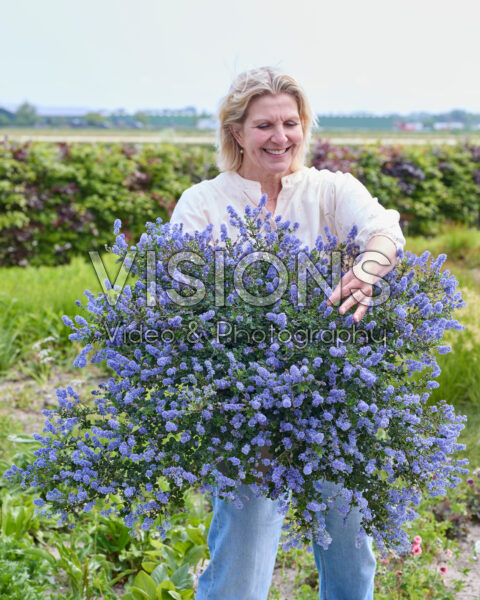 Ceanothus Pacific Wave