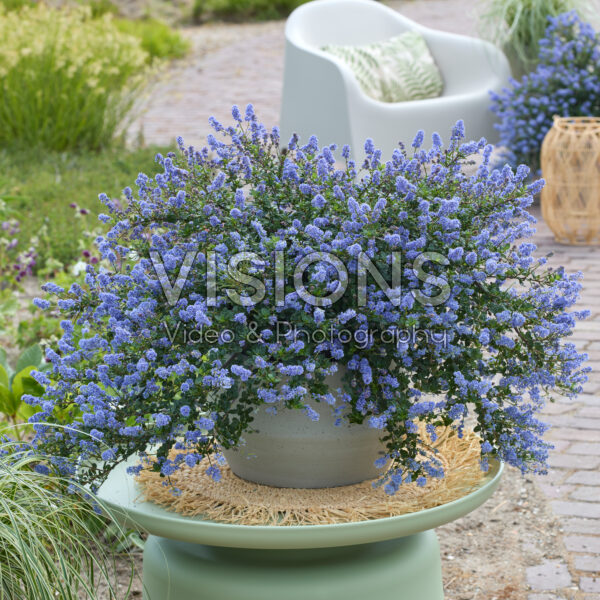 Ceanothus Pacific Wave