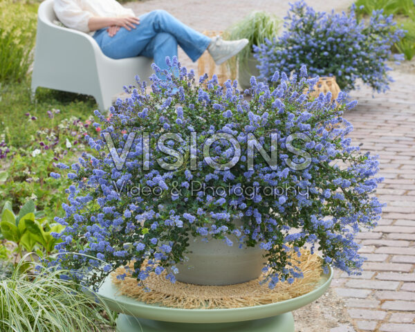Ceanothus Pacific Wave