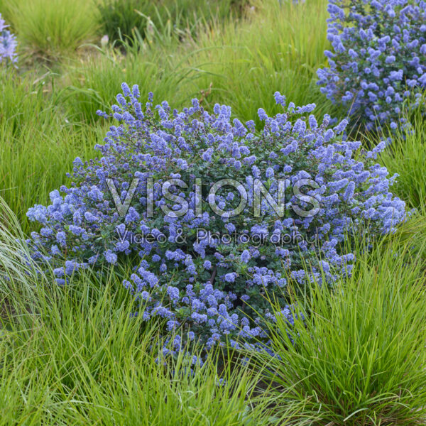 Ceanothus Pacific Wave