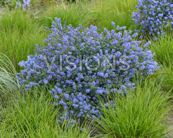 Ceanothus Pacific Wave
