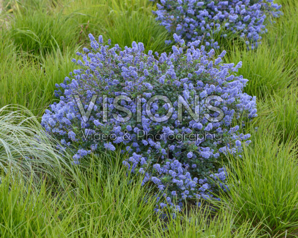 Ceanothus Pacific Wave