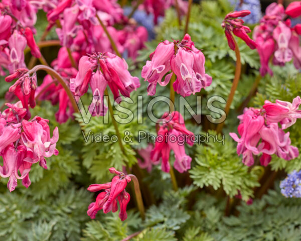 Dicentra Passion Hearts