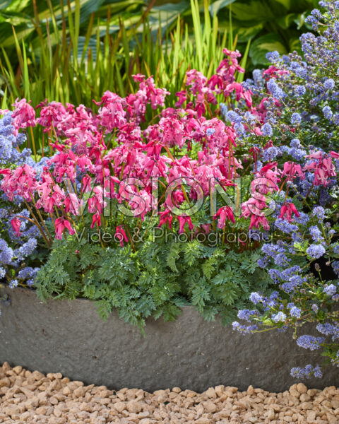 Dicentra Passion Hearts Dicentra Passion Hearts