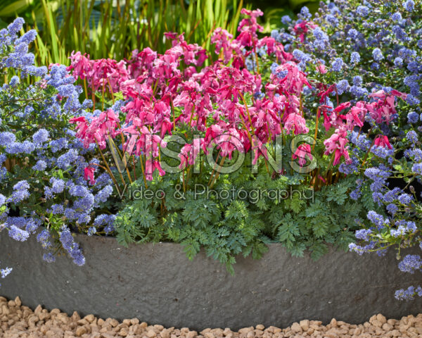 Dicentra Passion Hearts