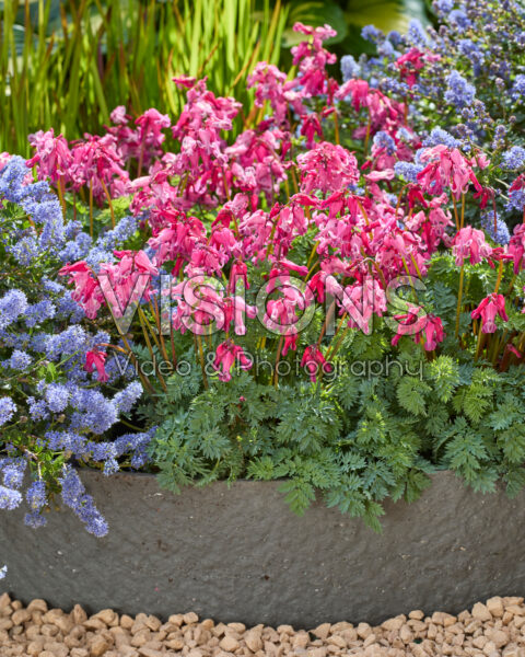 Dicentra Passion Hearts