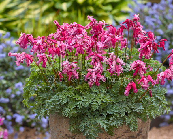 Dicentra Passion Hearts
