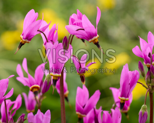 Dodecatheon meadia