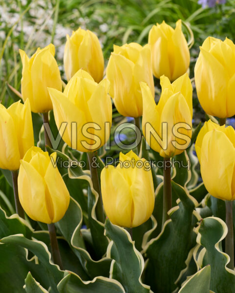 Tulipa Pichu