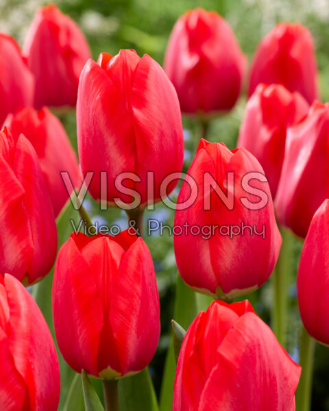 Tulipa Quarterback