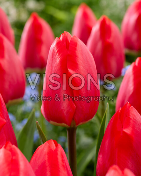 Tulipa Quarterback