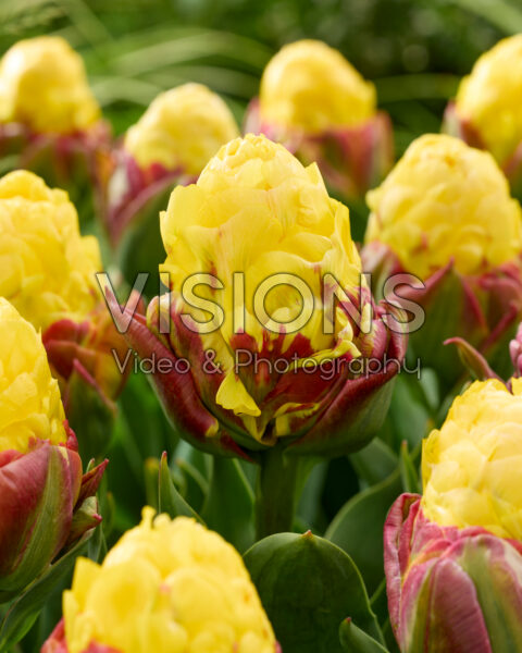 Tulipa Ice Cream Banana