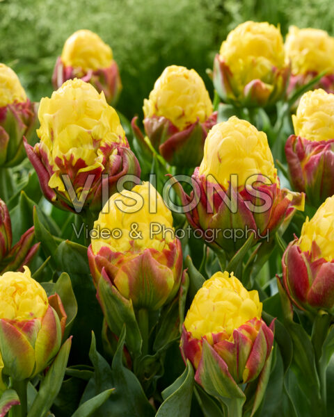 Tulipa Ice Cream Banana