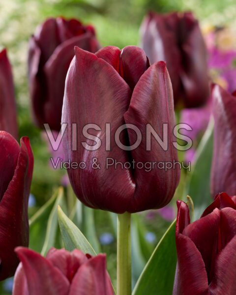Tulipa Toendra