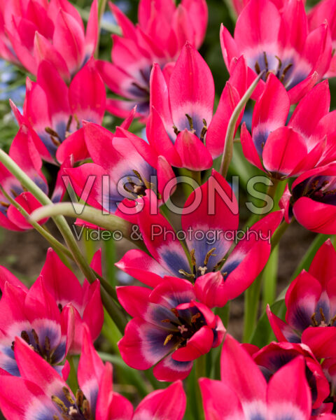 Tulipa Little Beauty