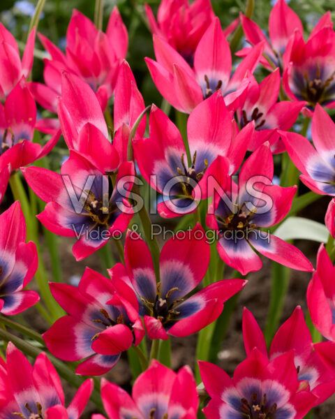 Tulipa Little Beauty Tulipa Little Beauty
