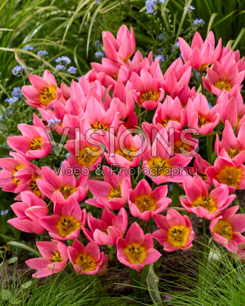 Tulipa Daniella