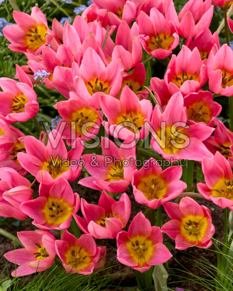 Tulipa Daniella