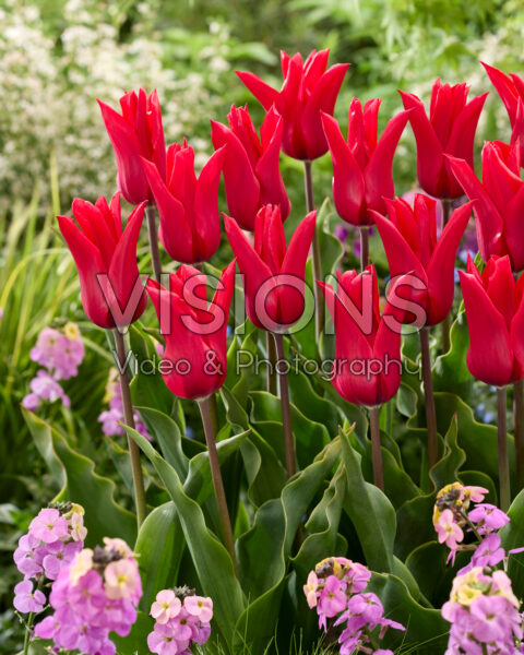 Tulipa Red Street