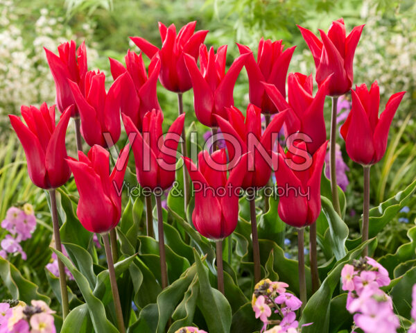 Tulipa Red Street Tulipa Red Street