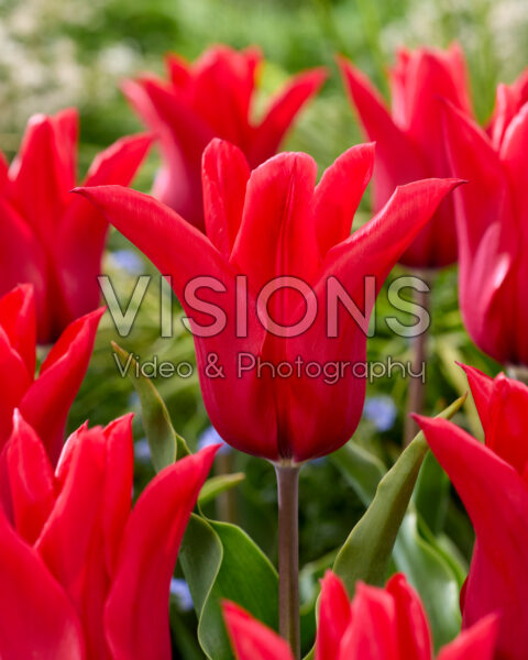 Tulipa Red Street