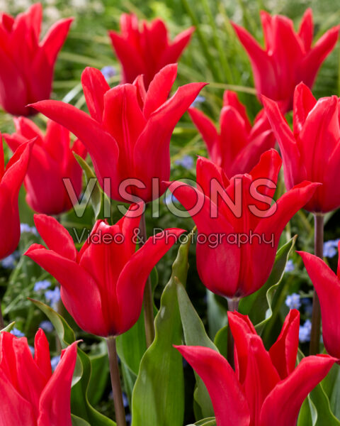 Tulipa Red Street